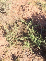 Drosanthemum ambiguum