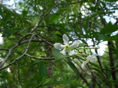 Tabernaemontana amygdalifolia