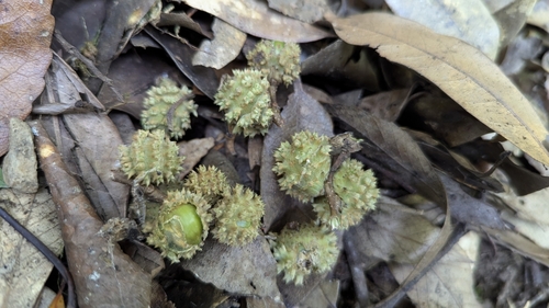 Castanopsis carlesii (Castanopsis carlesii)
