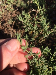 Drosanthemum ambiguum