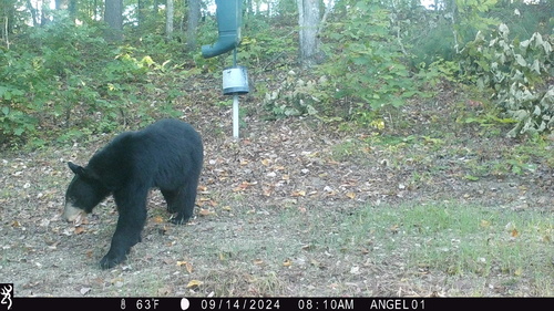 American Black Bear photographed in Kentucky