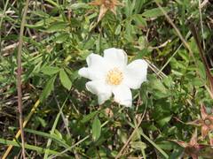 Rosa foliolosa