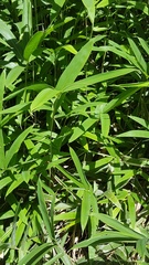 Pseudosasa japonica