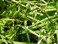 Sepiana sepium