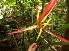 Heliconia schiedeana