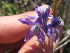 Delphinium parryi