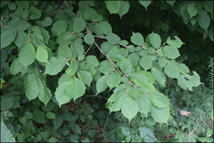 Corylus sieboldiana