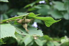 Corylus sieboldiana