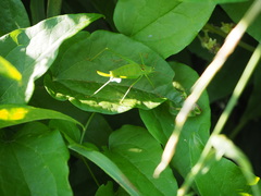 Leptophyes laticauda