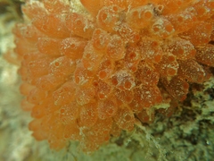 Ecteinascidia turbinata