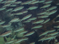 Queenfish photo 5