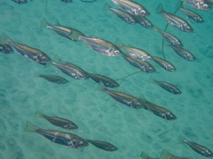 Queenfish photo 2