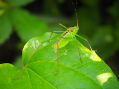 Leptophyes laticauda