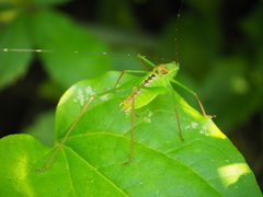 Leptophyes laticauda