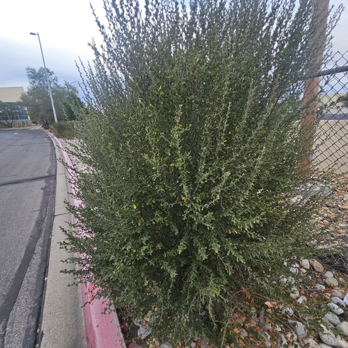 Image of Cercocarpus breviflorus by (c) Indio Brown, some rights reserved (CC BY)