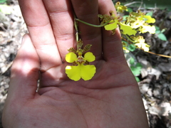 Trichocentrum biorbiculare
