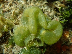 Dictyosphaeria cavernosa
