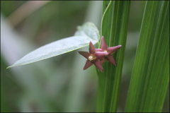 Vincetoxicum nipponicum