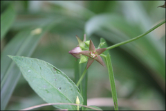 Vincetoxicum nipponicum