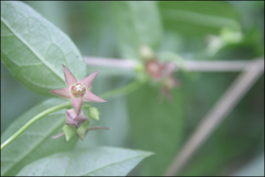 Vincetoxicum nipponicum