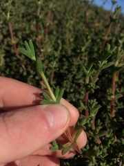 Drosanthemum asperulum