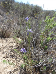 Delphinium parryi
