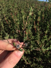 Drosanthemum asperulum