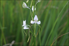 Habenaria linearifolia