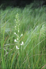 Habenaria linearifolia