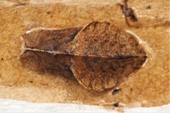 Eirmocides consimilis goodingi