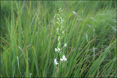 Habenaria linearifolia