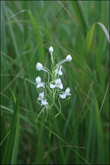 Habenaria linearifolia
