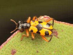 Lemidia leoparda leoparda