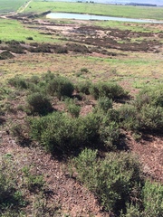 Drosanthemum asperulum