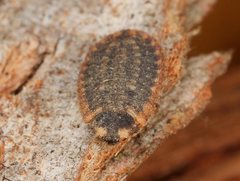 Holopsis brevicornis