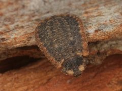 Holopsis brevicornis