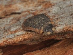 Holopsis brevicornis