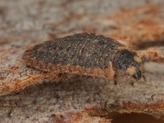 Holopsis brevicornis