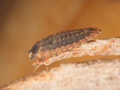 Holopsis brevicornis