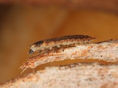 Holopsis brevicornis