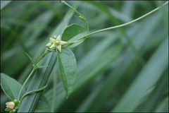 Vincetoxicum nipponicum