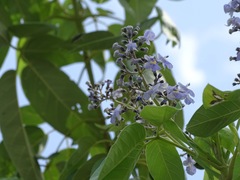 Vitex gaumeri