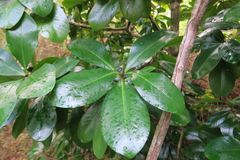 Elingamita johnsonii