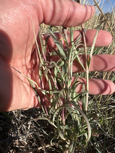 Image of Mirabilis linearis by (c) william_hoyer, some rights reserved (CC BY)