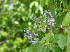 Vitex gaumeri