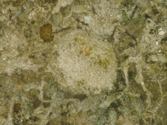 Cinachyrella