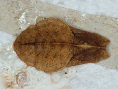 Eirmocides consimilis goodingi