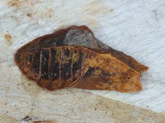 Eirmocides consimilis goodingi