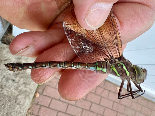 Shadow Darner photo 4