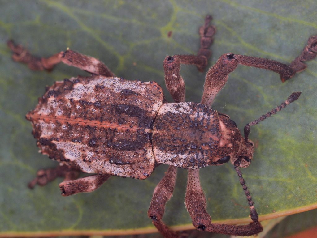 Aterpodes seriatus